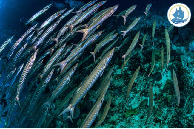 These Are 7 Barracuda Facts